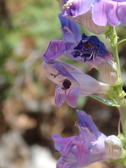 Hylaeus leptocephalus