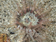 Anthopleura