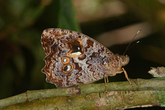 Amphidecta calliomma