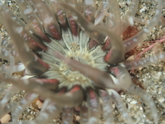 Anthopleura
