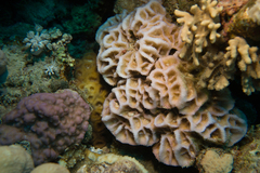 Paramontastraea peresi