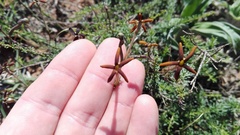 Jamesbrittenia atropurpurea