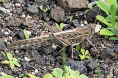 Schistocerca gregaria