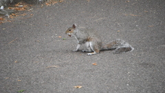Sciurus carolinensis