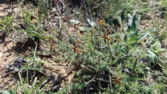 Jamesbrittenia atropurpurea