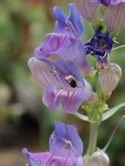 Hylaeus leptocephalus
