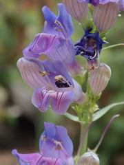Hylaeus leptocephalus