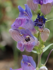 Hylaeus leptocephalus
