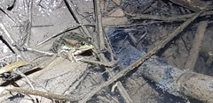 Pelophylax chosenicus