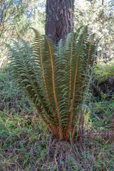 Polystichum speciosissimum