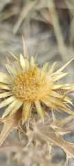 Carlina corymbosa