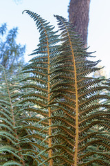 Polystichum speciosissimum