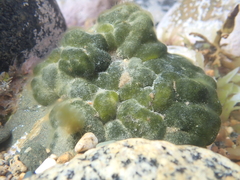 Codium convolutum