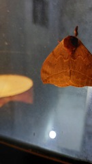 Automeris