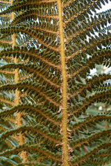 Polystichum speciosissimum