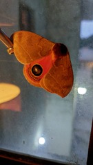 Automeris