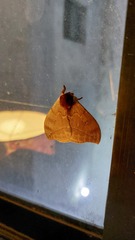 Automeris