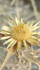 Carlina corymbosa