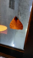 Automeris