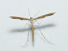 Stenoptilia zophodactylus