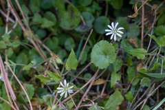 Stellaria cuspidata