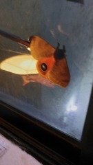 Automeris