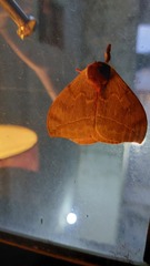 Automeris