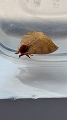 Automeris
