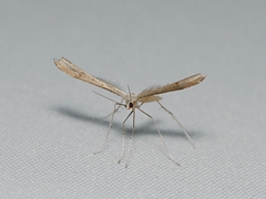Stenoptilia zophodactylus