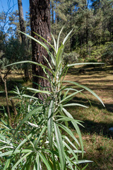 Senecio cinerarioides