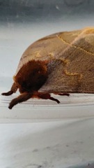 Automeris
