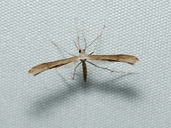 Stenoptilia zophodactylus