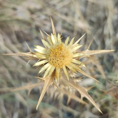 Carlina corymbosa