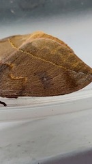 Automeris