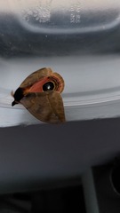 Automeris