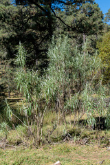 Senecio cinerarioides
