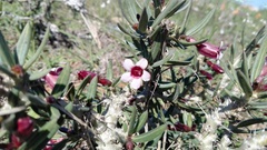 Pachypodium bispinosum