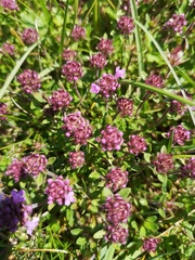 Thymus