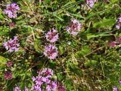 Thymus