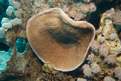 Podabacia sinai