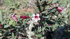 Pachypodium bispinosum