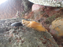 Doris wellingtonensis