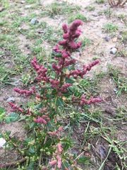 Magnoliopsida
