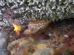 Doris wellingtonensis