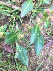 Magnoliopsida