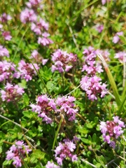 Thymus