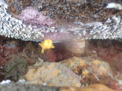 Doris wellingtonensis