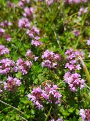 Thymus