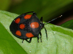 Brachystethus rubromaculatus