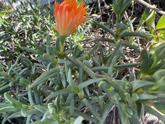 Ruschieae
